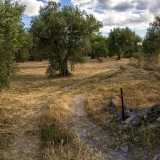 Attraverso un varco ci facciamo strada tra gli alberi di ulivo...
